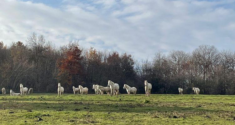 equicoaching confiance lâcher prise 
médiation équine